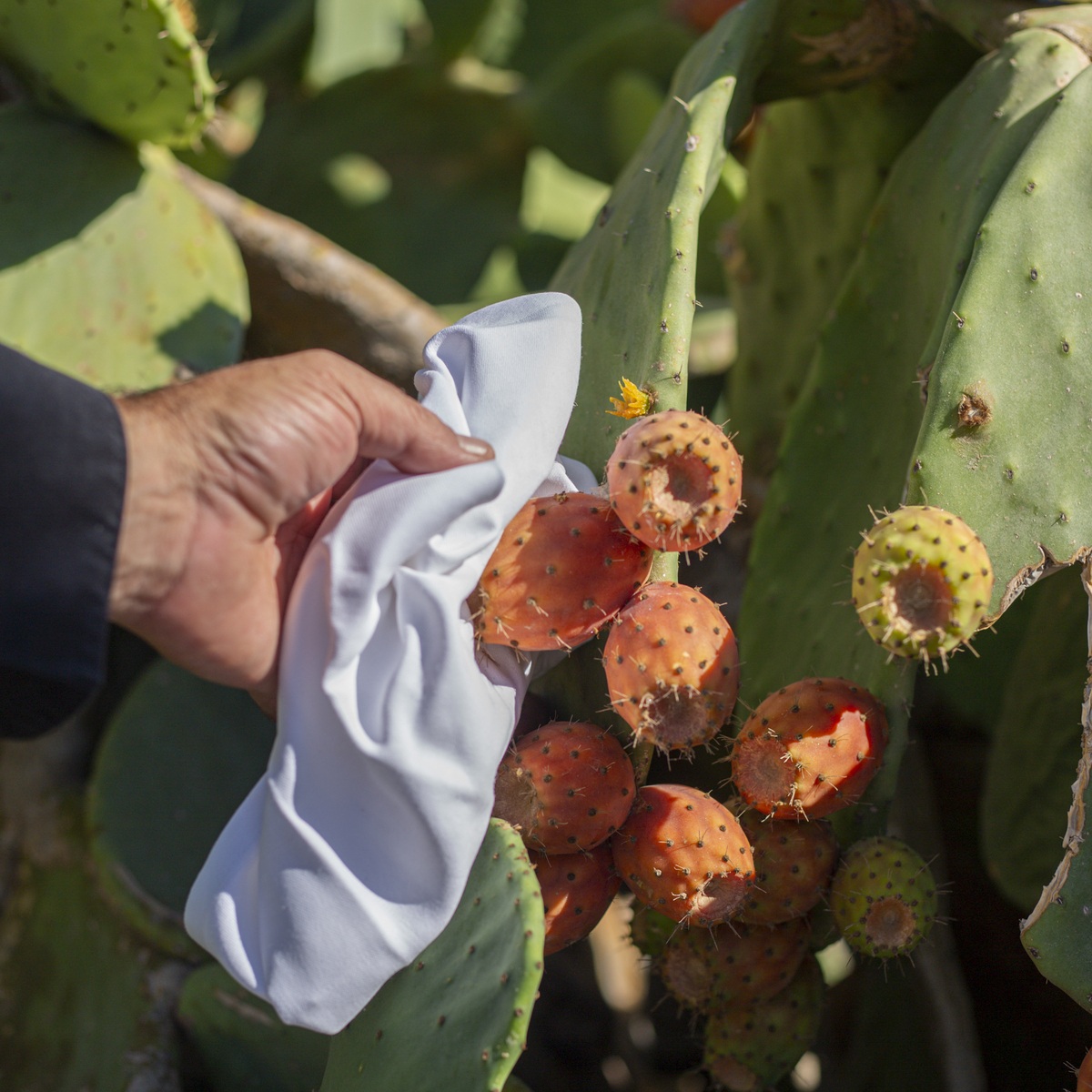 6_4_aquila_hotels_and_resorts_farm_to_table