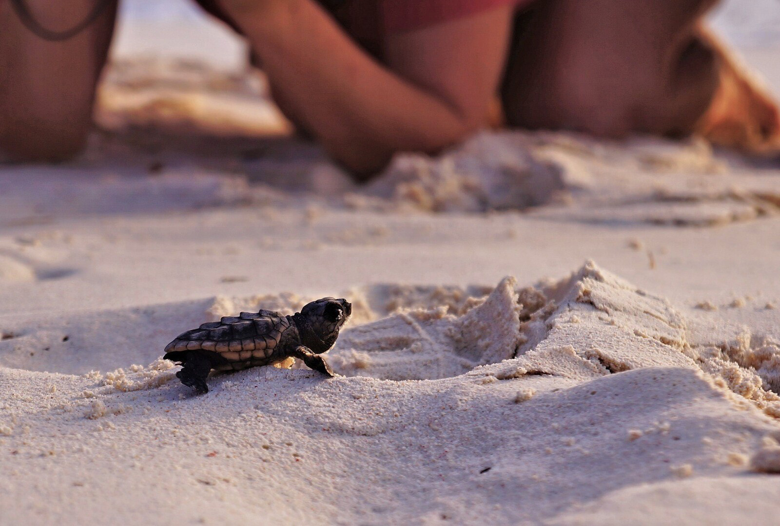 Aquila Porto Rethymno